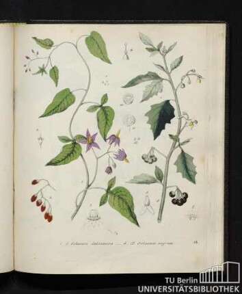 1. - 5. Solanum dulcamara. / 6. - 12. Solanum nigrum.