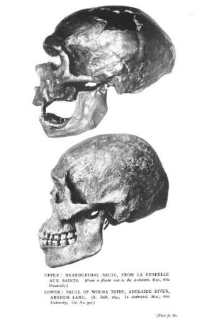 Skull of Neanderthal Man Skull of Wolna Tribe