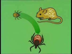 The Tick Ixodes ricinus and Lyme-Disease