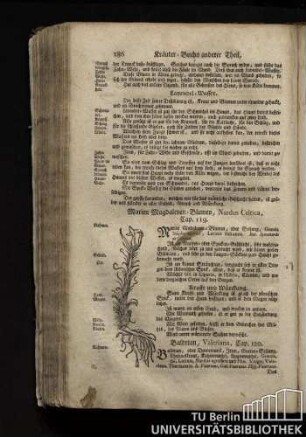 Cap. 119. Marien Magdalenen-Blumen, Nardus Celtica.