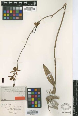 Epidendrum grisebachianum Cogn. [type]