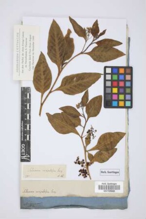 Solanum corymbosum Jacq.