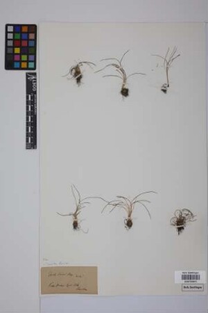 Isoetes duriaei Bory