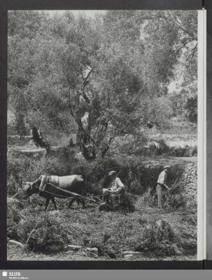 Lesbos. Unter den Ölbäumen