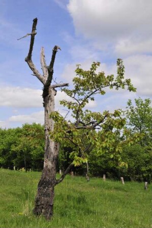 Vorharzgebiet - Abgestorbener Kirschbaum : Aus einem abgestorbenen knorrigen Kirschbaum wachsen neue Äste. Aufgenommen im hügeligen Vorharzgebiet in der Nähe von Gernrode am 5. Mai 2010