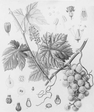 Weinrebe (Vitis vinifera), farbig : Geographie | Wirtschaftsgeographie | Obstpflanzen | Obst der nördlichen Zone (Äpfel, Birnen, Pflaumen, Kirschen, Erdbeeren und Beerensträucher, Weintrauben, Edelkastanien, Orangen, Citronen, Johannesbrotbaum, Feigenbaum, Opuntia ficus indica, Dattelpalme)