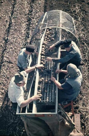 Fotografie: Arbeitsplatz, Kartoffelsammelroder, Sortiertechnik, Handarbeit