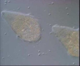 Symbiotic Flagellates in Termites