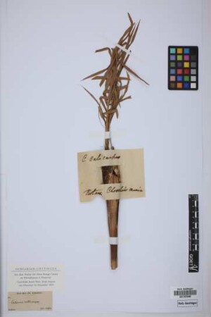 Calamus calicarpus Griff.