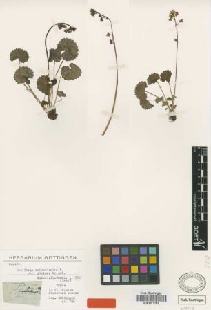 Saxifraga rotundifolia L. var. Griseb. geoides[holotype]