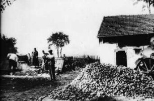 Fotografie: Dämpfen, Nacherntetechnik, Kartoffel, Lagertechnik