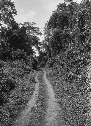 Straße : Straße durch einen Mischwald