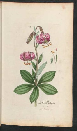 218. Lilium martagon
