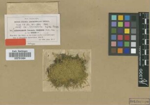 Vesicularia tepida M.Fleisch. [isotype]