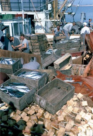 Fischer inmmitten von gefüllten Frischfisch-Kisten