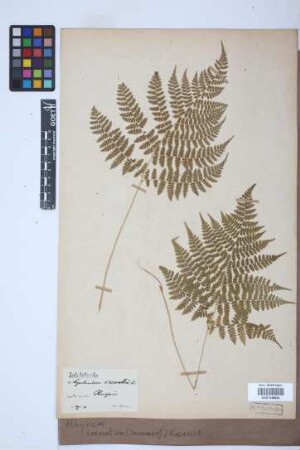 Athyrium crenatum (Sommerf.) Rupr.