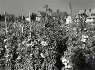 Insel Reichenau, Tomatenanbau vor dem Kloster Mittelzell