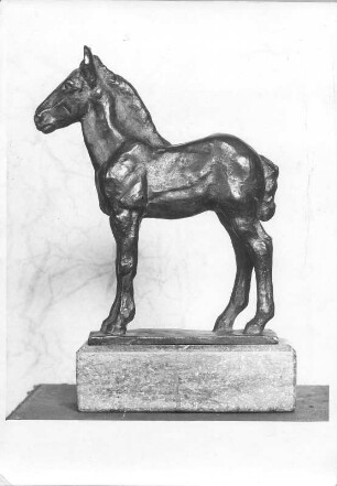 Stehendes Fohlen : Stehendes Fohlen. Bronze (nach 1945; E. Richter). Dresden-Striesen, Borsbergstraße 11, Atelier der Bildhauerin