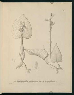88r-88v, Nephelaphyllum pulchrum
