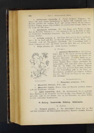 14. Gattung. Sonnenwende, Heliotrop. Heliotropium.