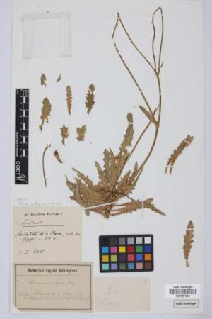 Sonchus spec.