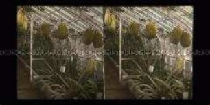 Gewächshaus mit Agaven u. Kürbiskulturen, Botanische Garten Berlin