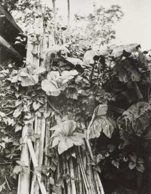 Hofecke bei Kotzsch mit Hopfstangen : Aufn. um 1870/1880