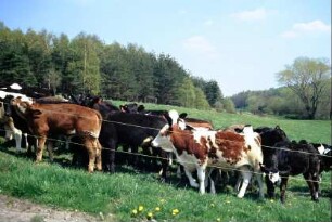 Jungrinder auf der Weide