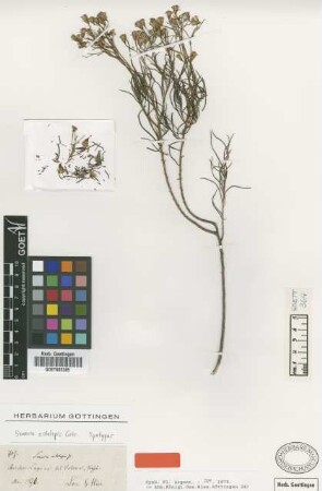 Senecio octolepis Griseb. [type]