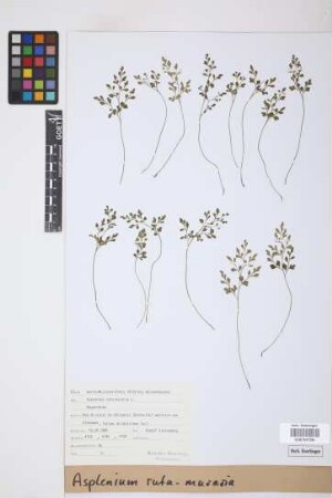 Asplenium ruta-muraria L.