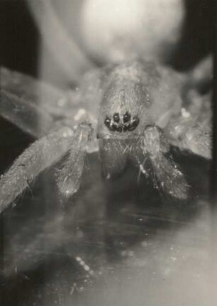 Kreuzspinne (Araneus). Kopfstück