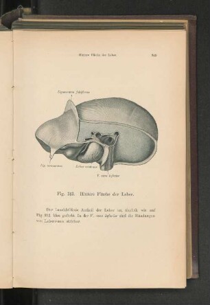 Fig. 313. Hintere Fläche der Leber.
