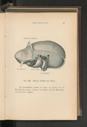 Fig. 313. Hintere Fläche der Leber.