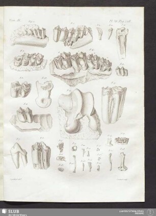 Pl. XV. pag. 228