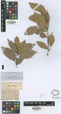 Allophylus reticulatus Radlk. [syntype]