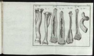(Kupferst.) Tab. VI : Fig. IX – Fig. XV
