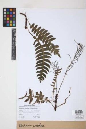 Blechnum wardiae