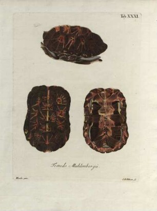 Tab. XXXI. Testudo Muhlenbergii.