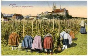Meißen. Weinlese