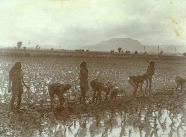 Rice plant