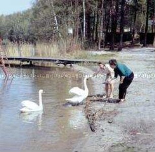 Ältere Mitarbeiter des VEB TGA Berlin im Betriebserholungsheim Zesch am See füttern Schwäne