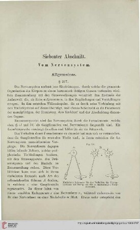 Siebenter Abschnitt: Vom Nervensystem