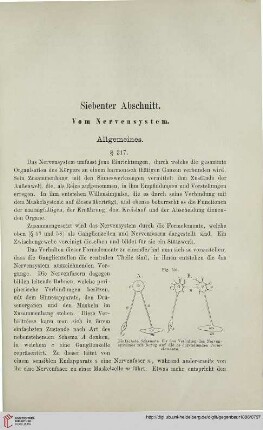 Siebenter Abschnitt: Vom Nervensystem