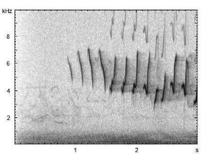 Fitis | Phylloscopus trochilus - Gesang
