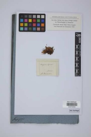 Hypnum zierii W. et M.
