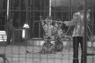 Gastspiel des Circus Corty Althoff auf dem Karlsruher Messplatz