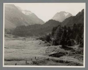 Bei Maloja-Kuhn