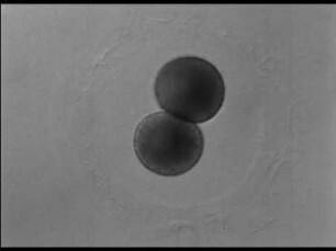 Embryonalentwicklung von Branchiostoma lanceolatum (Acrania)