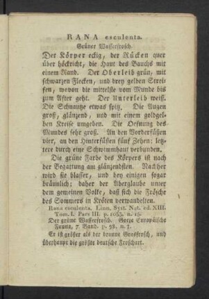 RANA esculenta. Grüner Wasserfrosch.