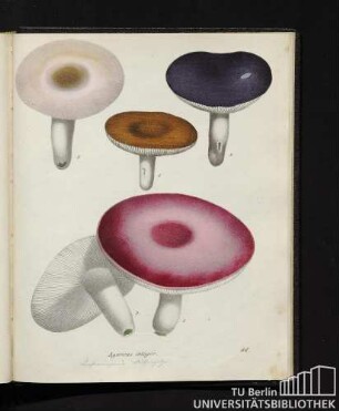 Agaricus integer.